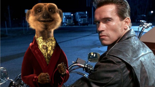 ... Schwarzenegger would be joining Compare the Marketâ€™s famous Meerkats